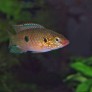 Cichlidé joyau - Rubricatochromis lifalili