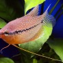 Gourami perlé - Trichopodus leeri