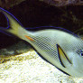 01-_acanthurus_sohal.jpg