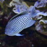 010_-_genicanthus_caudovittatus.jpg