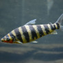 010_leporinus_fasciatus.jpg