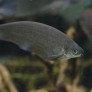 012_xenomystus_nigri.jpg