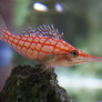 013_-_oxycirrhites_typus.jpg