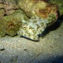 013_acreichthys_tomentosus.jpg