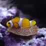 013_amphiprion_ocellaris.jpg