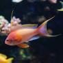 014_-_pseudanthias_squamipinnis.jpg