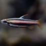 014_nannostomus_mortenthaleri.jpg