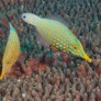 014_oxycomanthus_longirostris.jpg