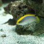 015_-_pseudochromis_flavivertex.jpg