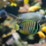 015_zebrasoma_desjardinii.jpg