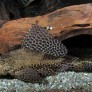 016_pterygoplichthys_gibbiceps_photo_ff.jpg