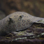 018_potamotrygon_motoro.jpg