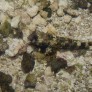 018_synchiropus_ocellatus.jpg