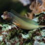 019_ophioblennius_atlanticus.jpg