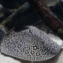 019_potamotrygon_jabuti.jpg