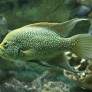 01_paratilapia_polleni.jpg