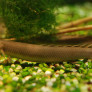 01_polypterus_senegalus.jpg