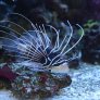 01_pterois_radiata.jpg