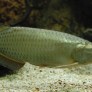 022_scleropages_jardinii.jpg