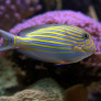 023_-_acanthurus_lineatus.jpg