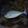 026_naso_hexacanthus.jpg