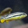 028_melanochromis_auratus.jpg