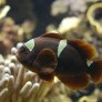 029_-_premnas_biaculeatus.jpg