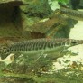 02_lepisosteus_oculatus.jpg