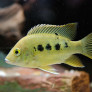 02_ptychochromis_grandidieri.jpg