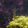 03_aeoliscus_strigatus.jpg