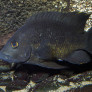 03-ptychochromis_oligacanthus_male.jpg