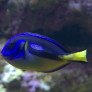 040_-_paracanthurus_hepatus.jpg