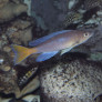 040_cyprichromis_leptosoma.jpg