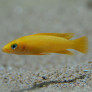 042_neolamprologus_leleupi.jpg