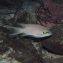 043_neolamprologus_brichardi.jpg