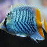 044_-_chaetodon_paucifasciatus.jpg