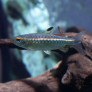 045_arnoldichthys_spilopterus.jpg