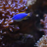 056_-_chrysiptera_taupou.jpg
