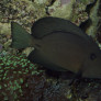 057_ctenochaetus_hawaiiensis_adulte.jpg