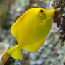 058_-_zebrasoma_flavescens.jpg