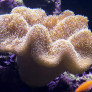 05_sarcophyton_sp.jpg
