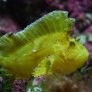 05_taenianotus_triacanthus.jpg