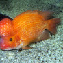 06_amphilophus_citrinellus.jpg