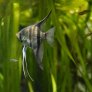 06_pterophyllum_scalare.jpg