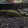 06_syngnatoides_biaculeatus.jpg