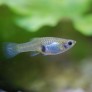 07_poecilia_reticulata.jpg