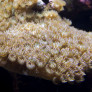 07_turbinaria_peltata.jpg