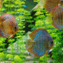 Discus