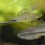 xiphophorus_montezumae.jpg