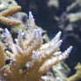 acropora.jpg